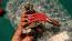 Goldwing GL1500 1990 to 2000 RESISTOR ASSY., REVERSE